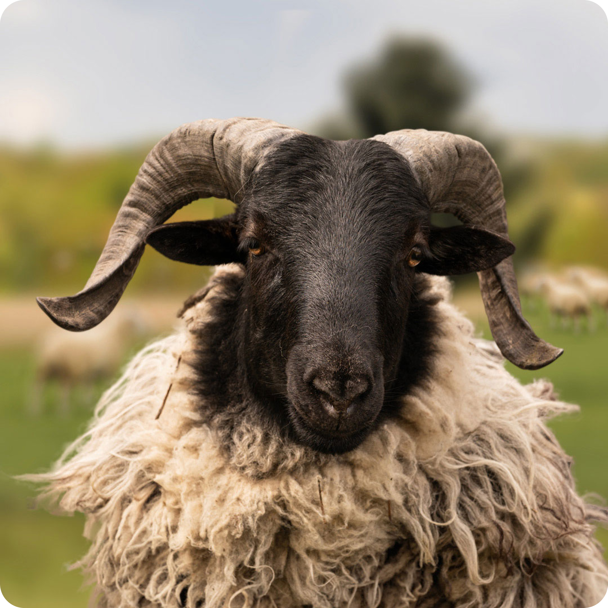 The gay sheep Horny from the Rainbow Wool flock looks friendly into the camera.