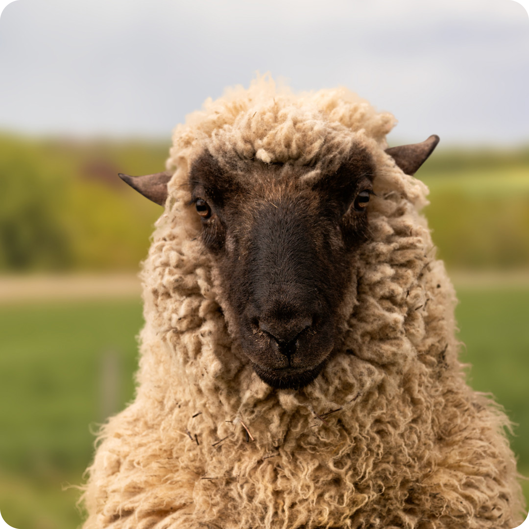 The gay sheep Hansi from the Rainbow Wool flock looks friendly into the camera.