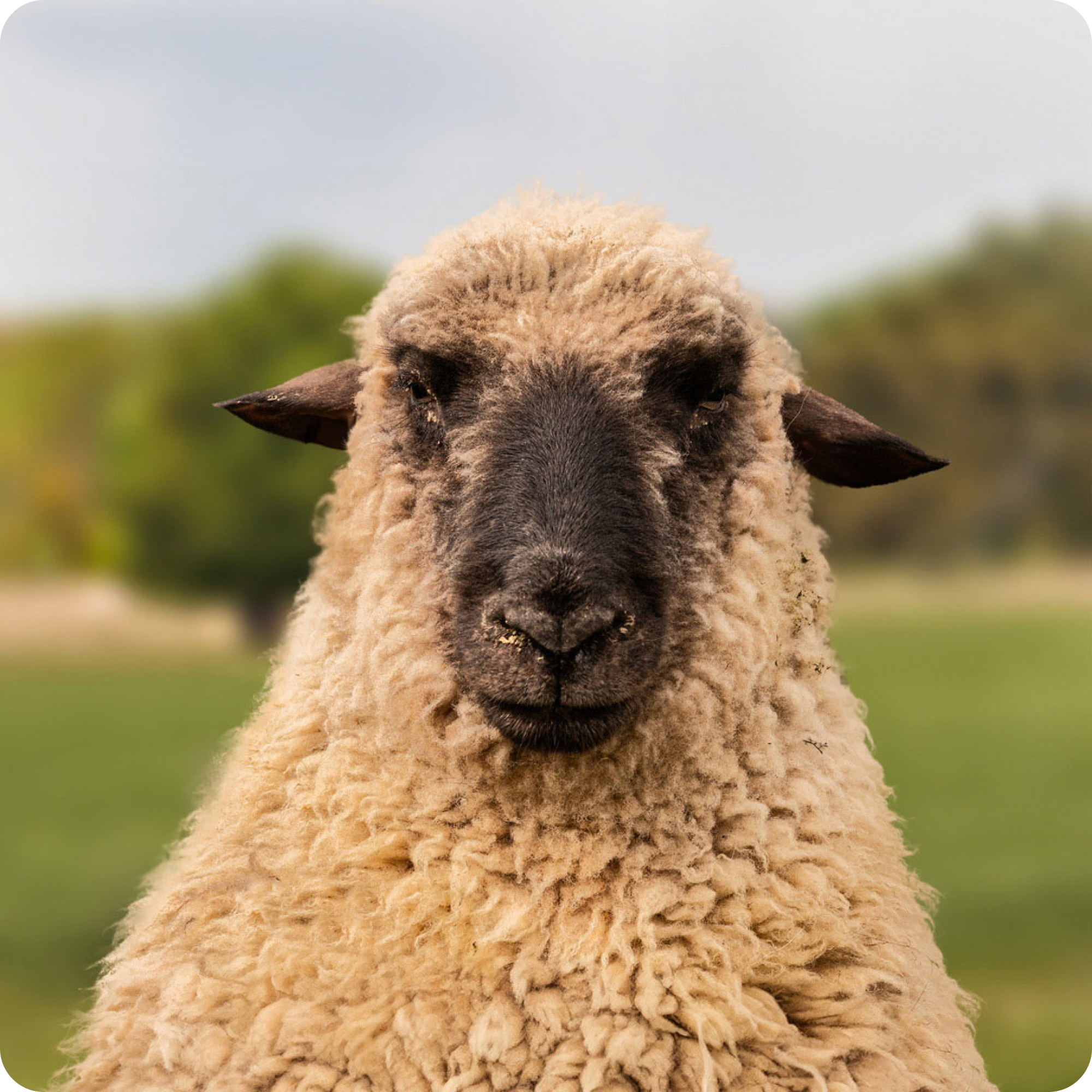 The gay sheep Piccolo from the Rainbow Wool flock looks friendly into the camera.