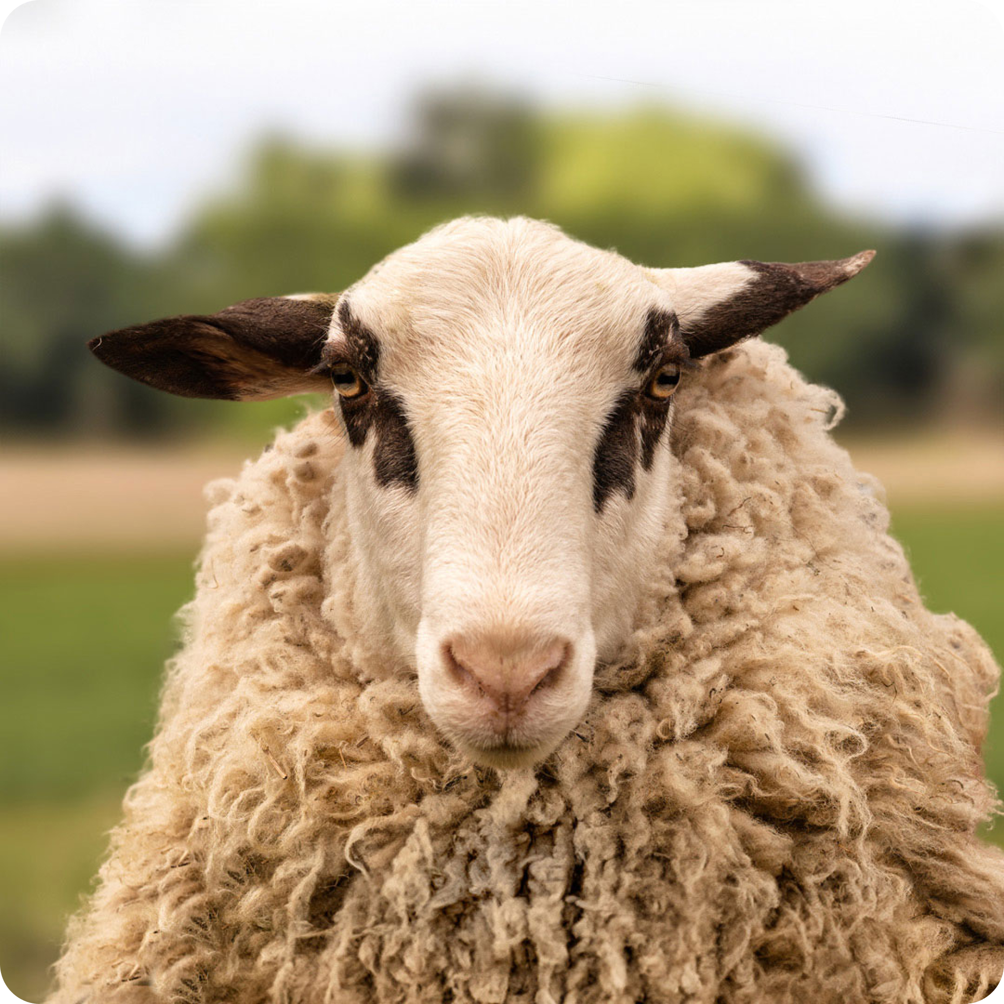 The gay sheep Wolli Wonka from the Rainbow Wool flock looks friendly into the camera.
