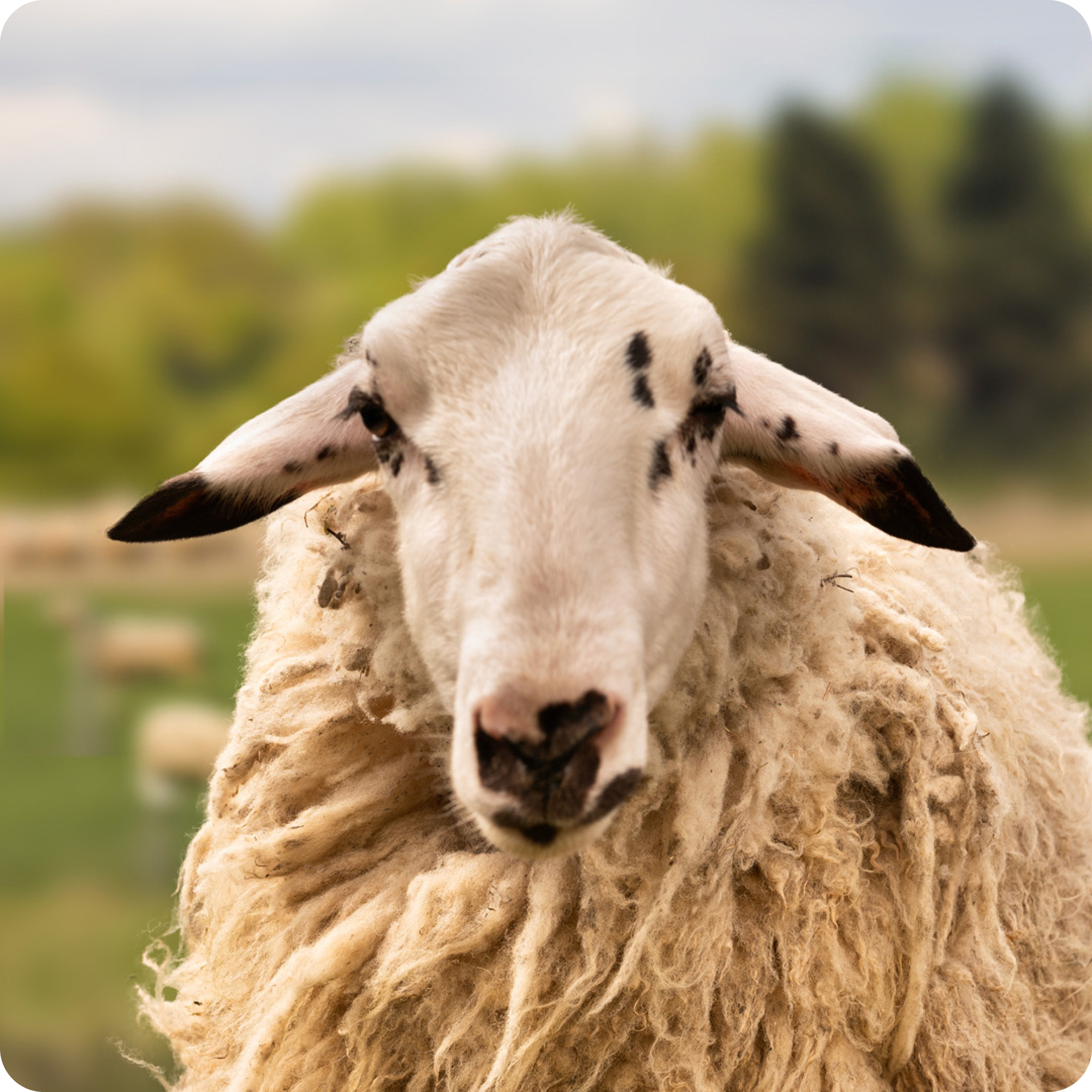 Mark Renton Baby Rainbow Wool Sponsorsheep