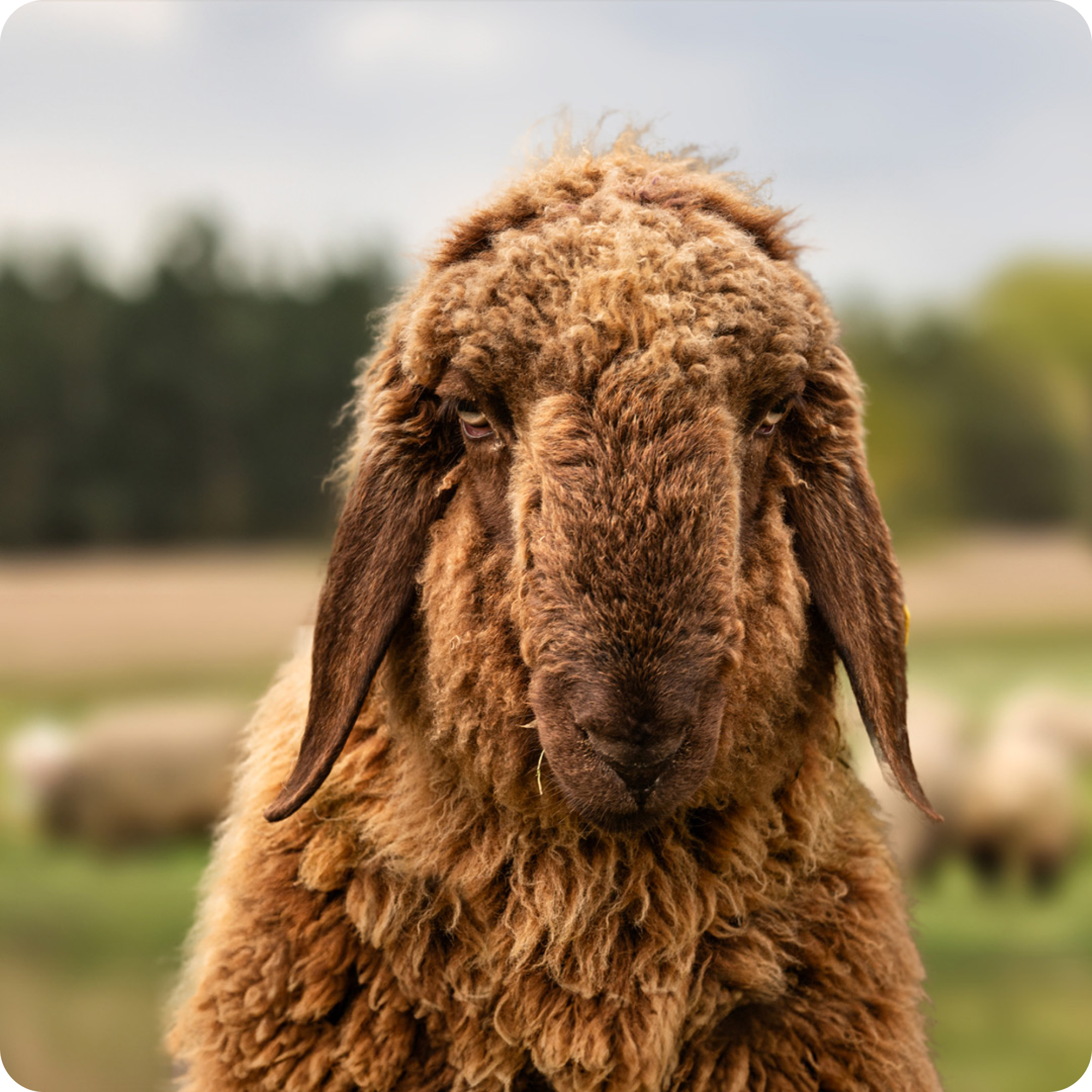 Gey Rams Rainbow Wool Sponsorsheep 🌈🐏